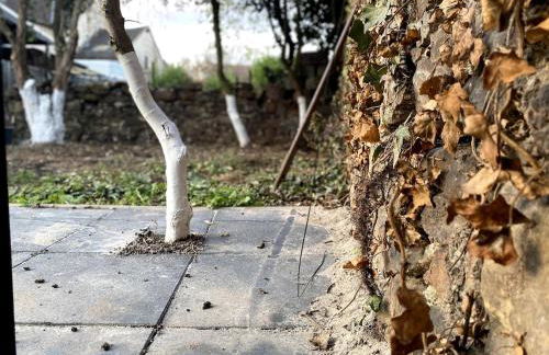 RumbleintheJungle - Foto 3