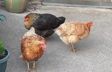 Henblas Holiday Cottages - Photo 21