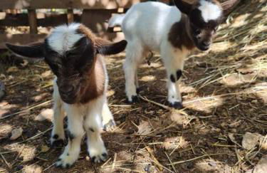 Cabayourte à la mauvaise herbe - Foto 13