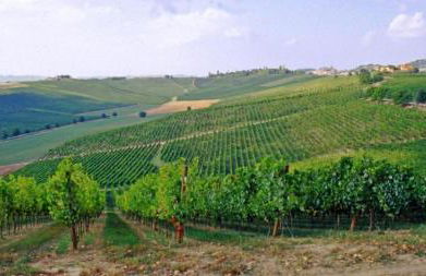 Agriturismo Fattoio alle Ripe - Foto 11