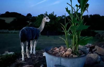 Gîte La Borie - Foto 28