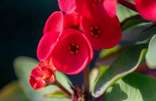 Coachella Play - 6BR Multi-Gen Fun Zone and Retreat with free heated pool - Foto 78