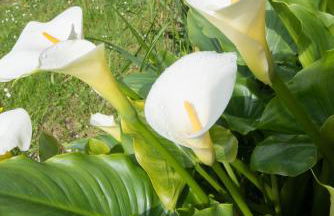 Los Candiles - Foto 47