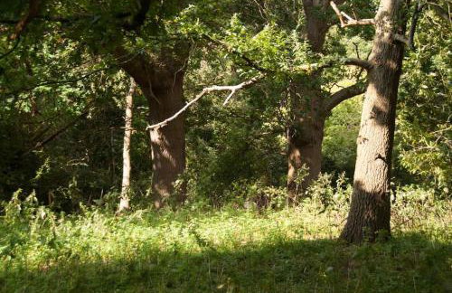 Laundry Cottage in a Nature Reserve - Sunday Times 100 coolest Cottages - Foto 12