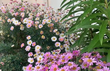 Armonia Apartment - Foto 29