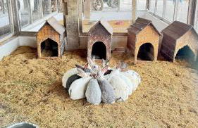 Flat Hotel Fazenda Monte Castelo Gravatá Bezerros - Foto 72