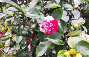 Casa do Alto (top floor apartment) - Foto 80