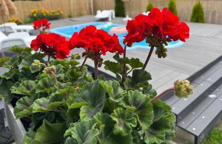 Domki Kapitana - Foto 38