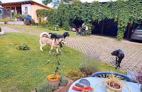 Ferienhof im grünen Herzen - Foto 10