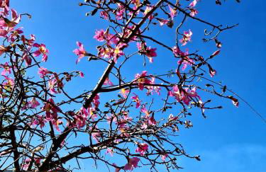 Etna panoramic villa with swimming pool - Foto 18