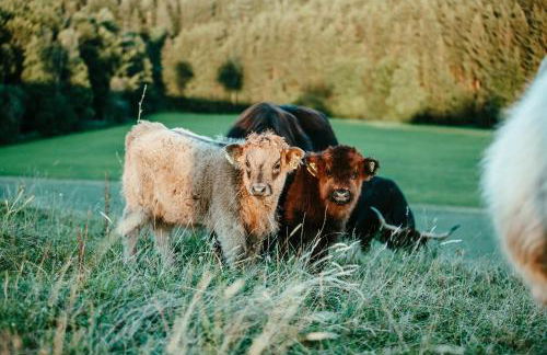 Ferienwohnung Schottenhof Walser 1 - Alleinlage im Grünen mit Panoramablick - Foto 24