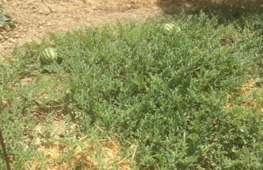 agriturismo cerquatonda - Foto 112