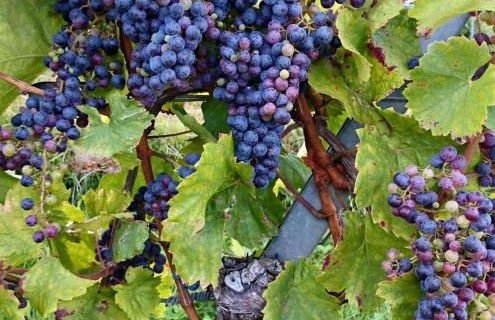 Ferienwohnungen Tauscher - Foto 25