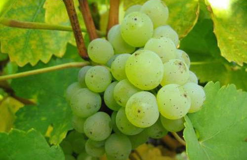 Ferien- und Winzerhof Ute Braun - Foto 32