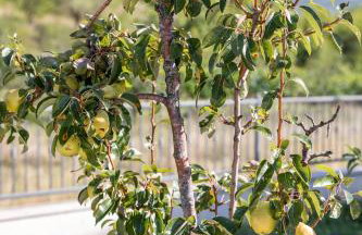 Villa Sinodium - Foto 29