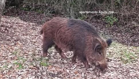 Águila Real - Foto 4