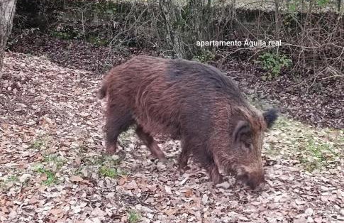 Águila Real - Photo 4