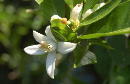 Il Giardino del sole - Foto 134