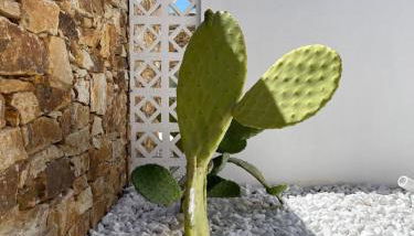 Kastro Antiparos - Foto 3