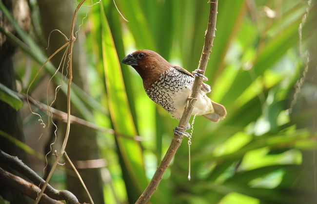 The Anchorage Holiday Apartments Negombo - Foto 26
