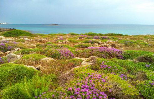 Amazing Home In Torre Specchia Ruggeri - Foto 38