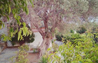 Vigla-Βίγλα 1 2 - Photo 25