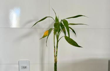 Casa prox. a praia do Campeche - Photo 18