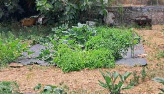 Traditional house with fresh vegetables garden - Foto 5