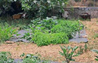 Traditional house with fresh vegetables garden - Foto 5