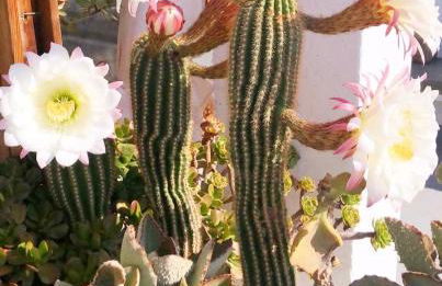 La Casilla del San Antón - Photo 32