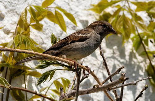 The Shire Luxury Converted Horse Lorry with private hot tub Cyfie Farm - Foto 16