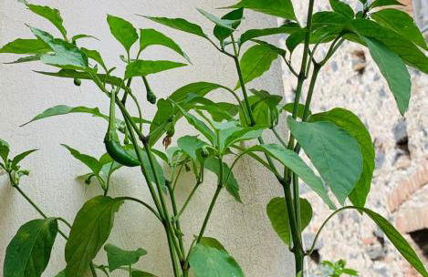 Casa Vacanze Miriam - Foto 8