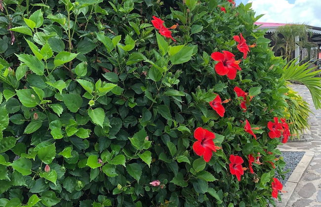 Lovely Apartment in Flic en Flac, Close to the Lovely Beach and all Amenities - Photo 40