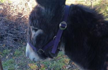 Casa Janeiro Alentejo - Foto 28