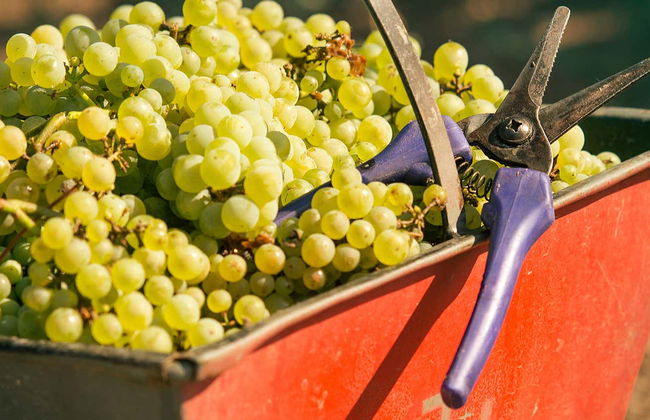 Tour privado pelas vinícolas de Luján de Cuyo + Degustação de espumantes - Foto 9
