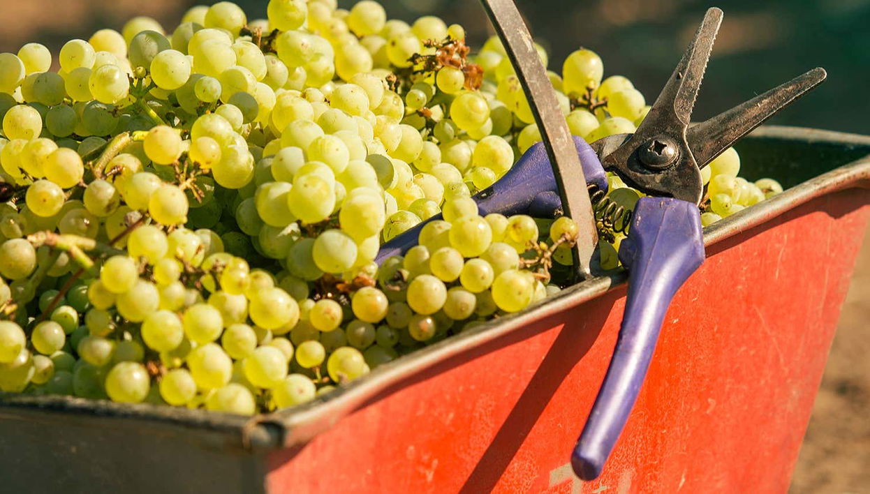 Tour privado pelas vinícolas de Luján de Cuyo + Degustação de espumantes