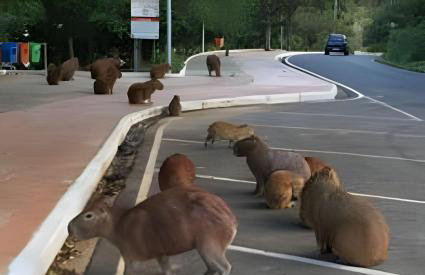 Agradável flat-Águas de Lindóia - Foto 21