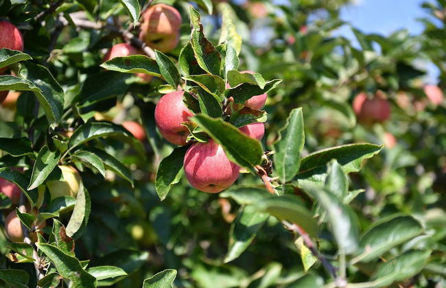 Trulli Laetitia - Foto 27