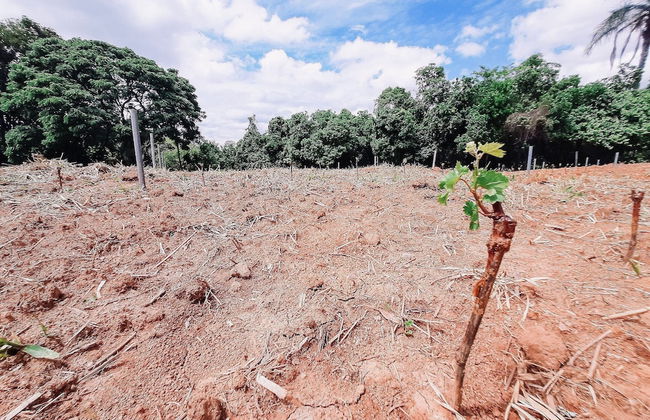 Recanto das Videiras - Foto 37