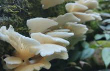 Healing Acres - Foto 51