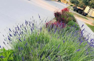 Vila Flora - Foto 35