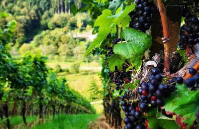 Ferienhaus Haus Herzog - Foto 69