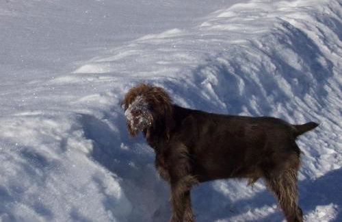 Ferienhof Guglhupf - Foto 52