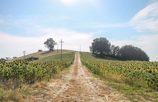 La Viola e il Sole - Foto 33
