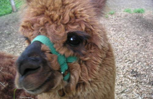 Natur-Aktiv-Hof Thiem - Foto 14