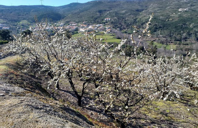 Rivatur - Explorações Turísticas Lda - Foto 48
