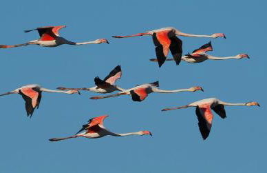 La Casa de Oti playa Mazagón vistas al mar - Foto 39