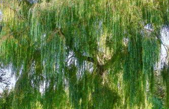 Tranquil and cosy cottage on the Somerset Levels - Photo 40