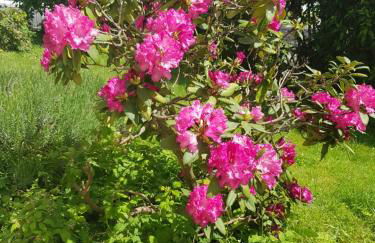 Ferienwohnung im Rurtal - Foto 19