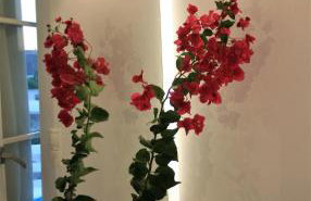 Mykonos Moussa - Foto 19